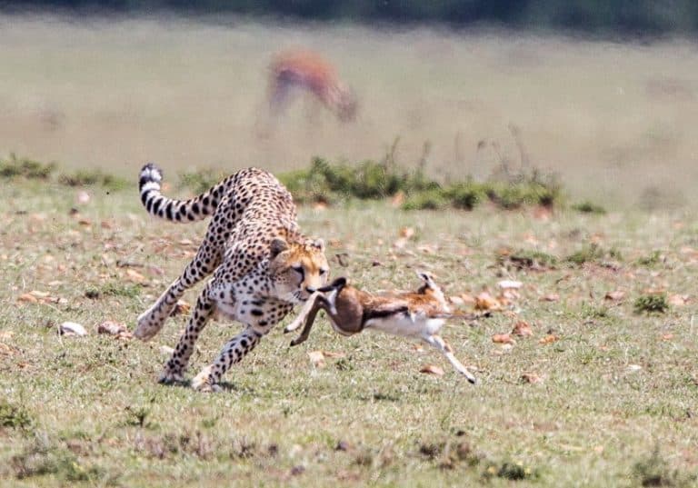 Gazelle Intense Intensity