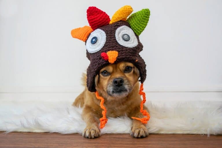 Thanksgiving Weekend Rover Offer