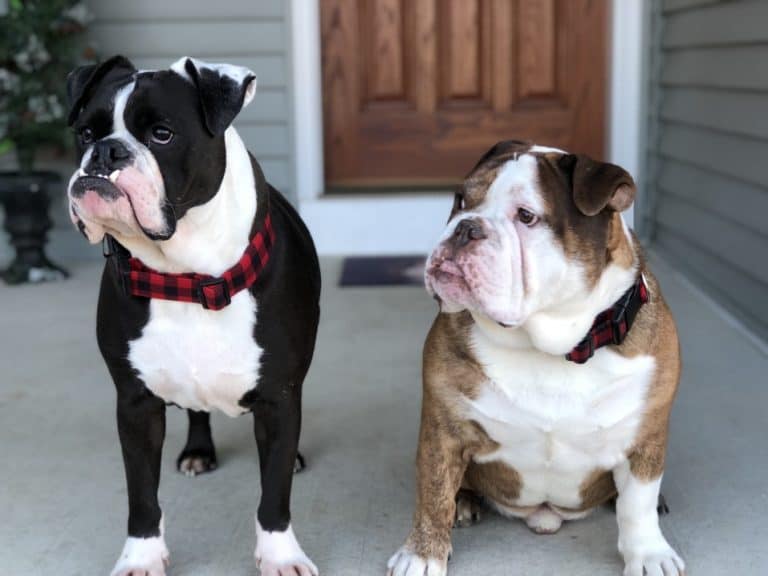 Seasonal Affective Disorder Bulldogs